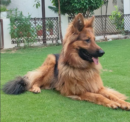 Köpeklerde E Vitamini Ne İşe Yarar? Faydaları ve Kullanımı