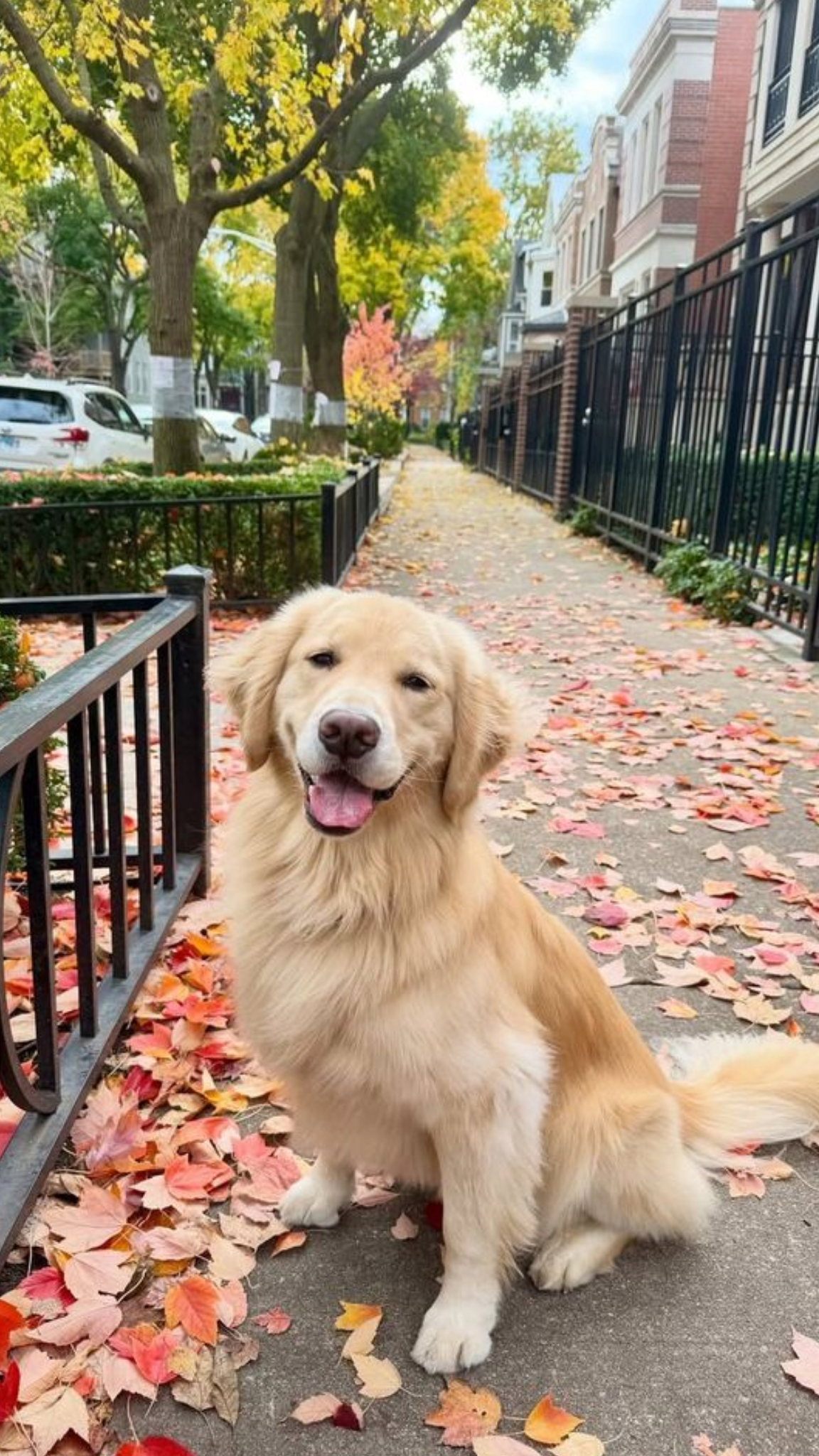 Köpeklerde Gıda Alerjisi ve İntoleransı: Belirtileri Nasıl Anlaşılır?