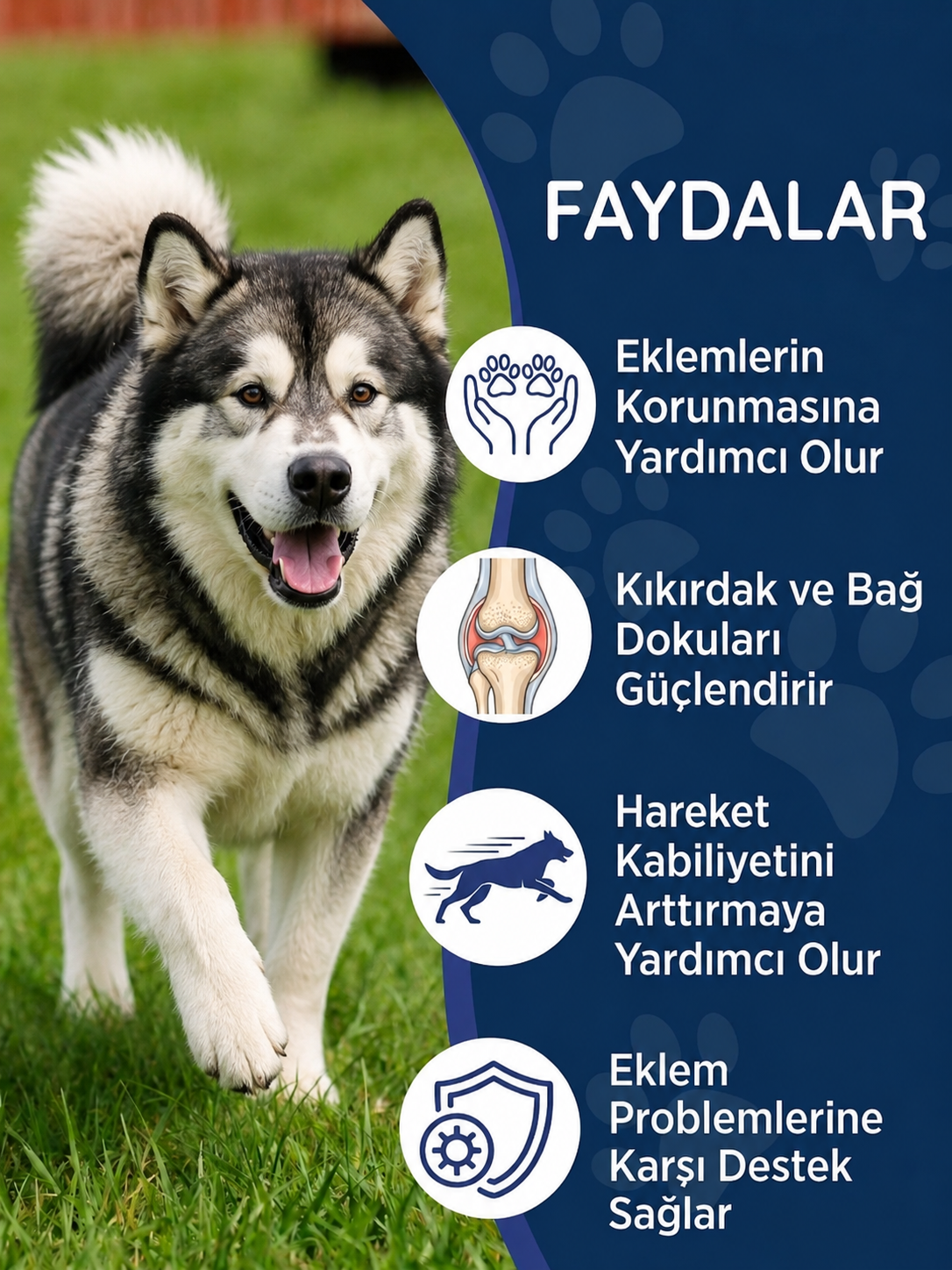 Dog Immune