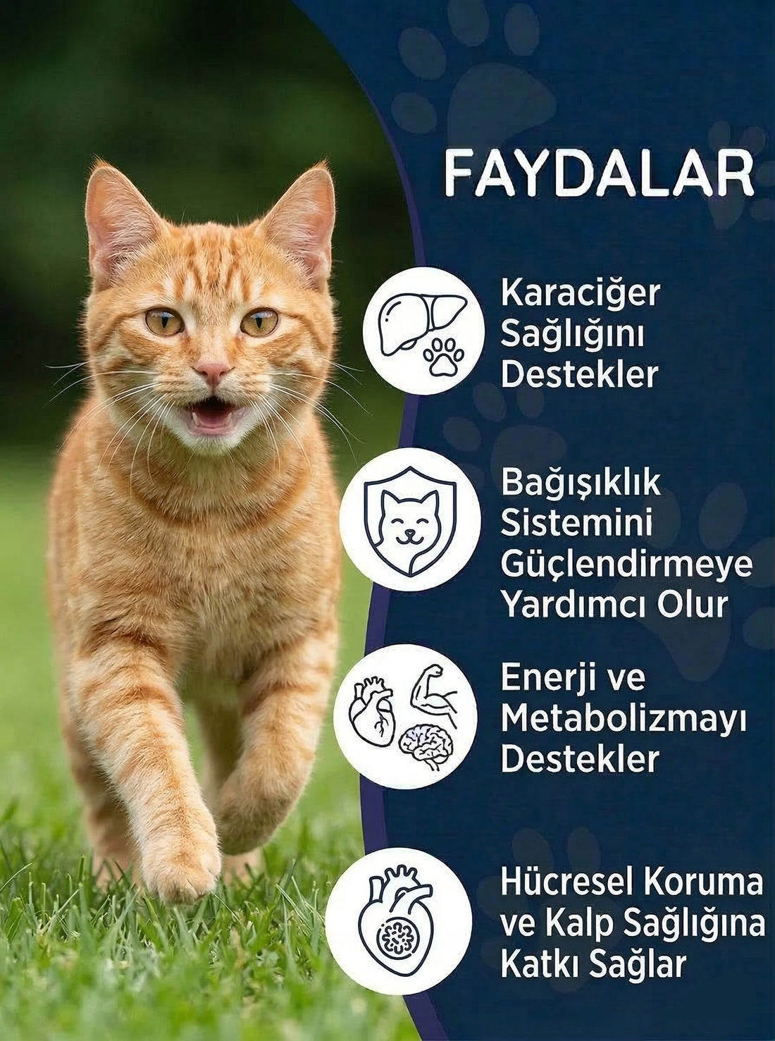 Kedi Milk Thistle (Devedikeni) Damla 50 ml