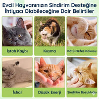 Kedi Probiyotik Damla 50 ml