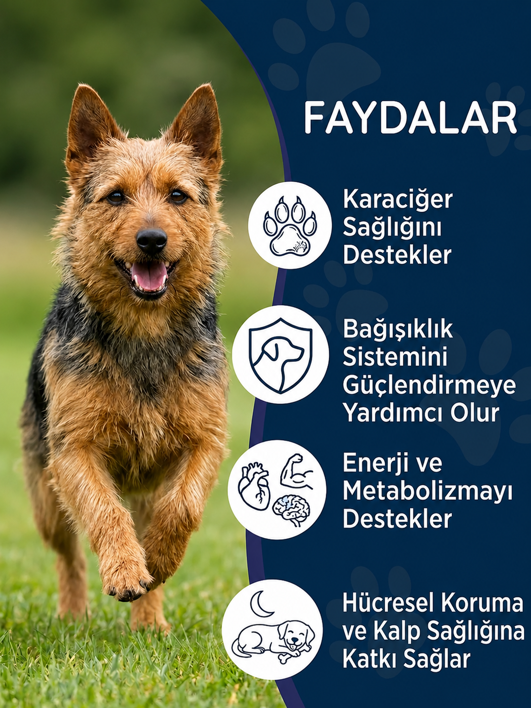 Köpek Milk Thistle ve Beta Glukan 75 Tablet