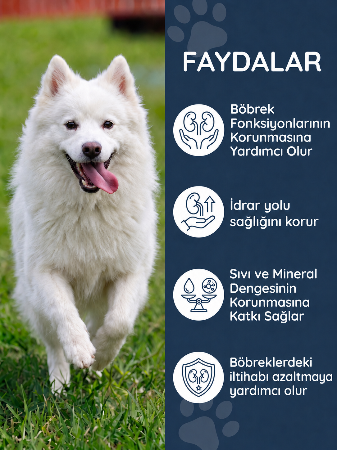 Köpek Renal Destek 75 Tablet
