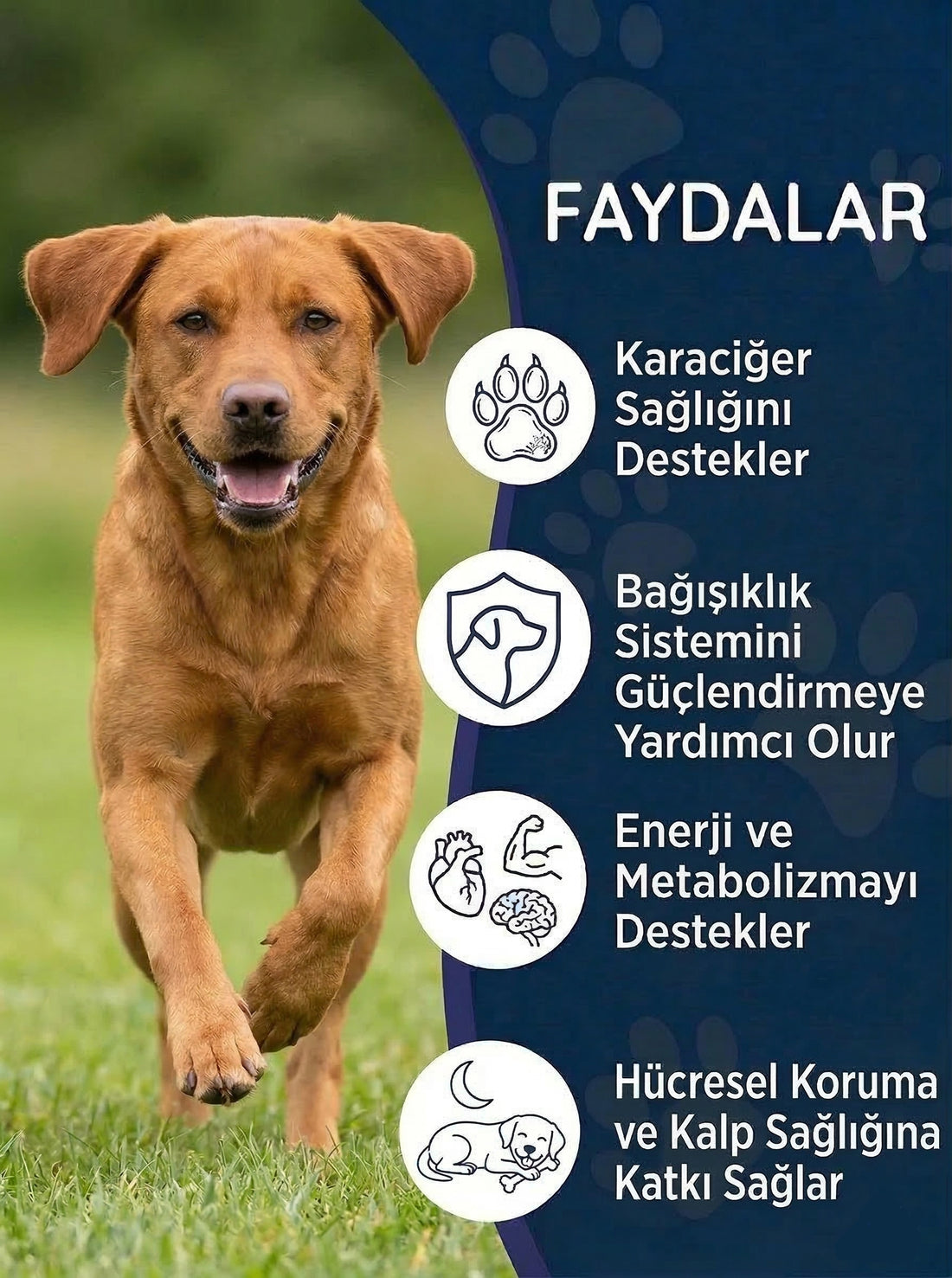 Köpek Milk Thistle (Devedikeni) Damla 50 ml