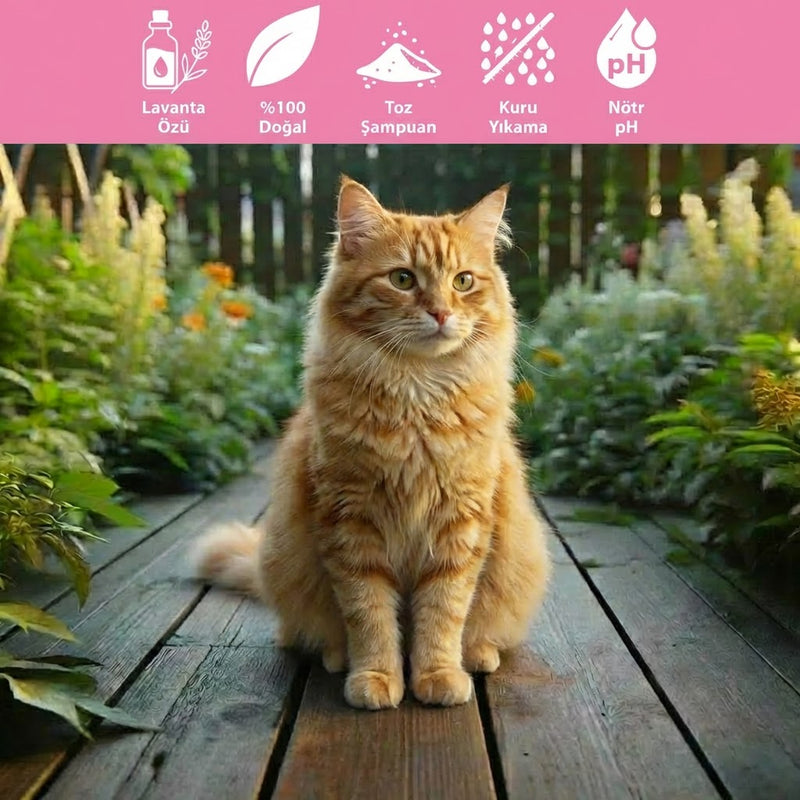 Kedi Kuru Şampuan